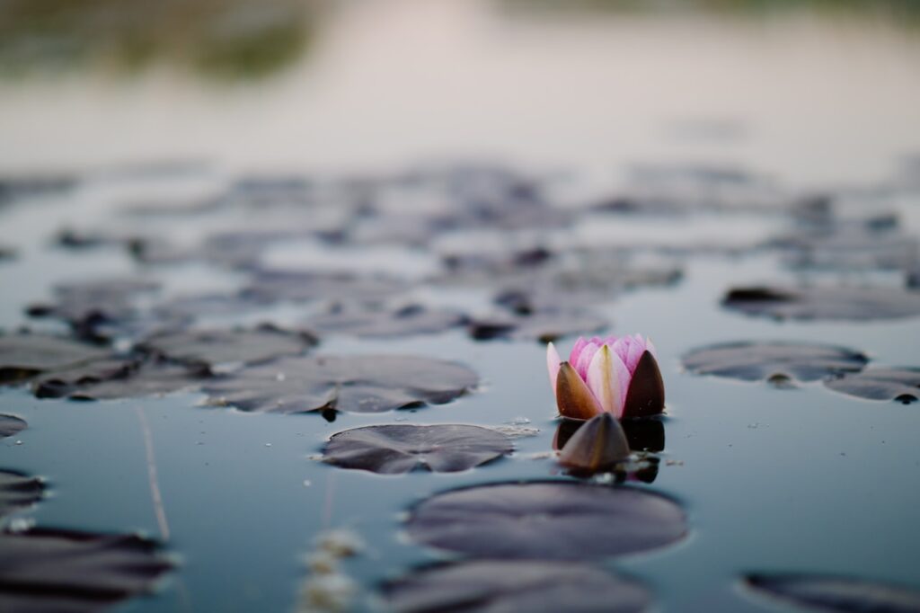 Seerose im Wasser